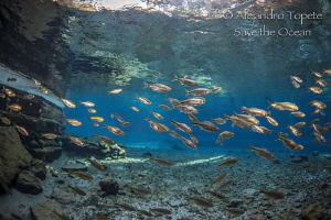 Golden Fish, Las Estacas México by Alejandro Topete 